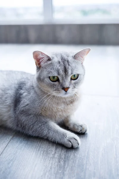 美しい灰色のふわふわの猫がラミネートに横たわっています ペットの概念 — ストック写真