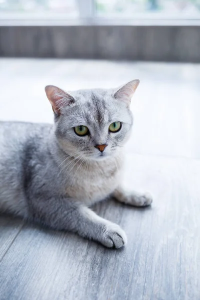 Krásná Šedá Chlupatá Kočka Leží Laminátu Koncept Domácích Mazlíčků — Stock fotografie
