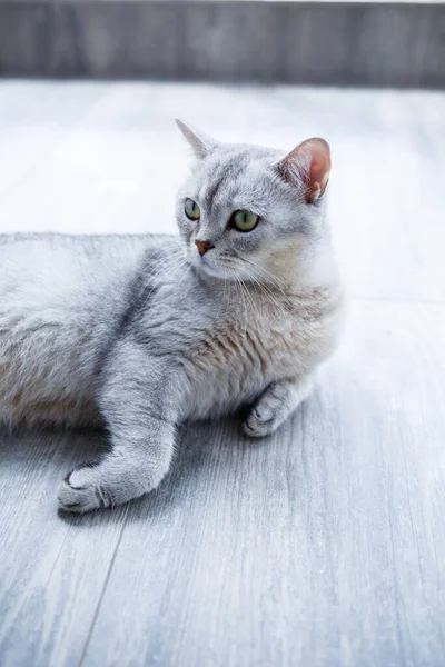 Belo Gato Macio Cinza Está Laminado Conceito Animais Estimação — Fotografia de Stock