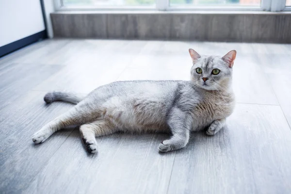Krásná Šedá Chlupatá Kočka Leží Laminátu Koncept Domácích Mazlíčků — Stock fotografie