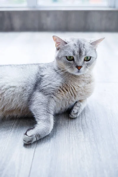 Grosso Gatto Grigio Soffice Giace Sul Pavimento Concetto Animali Domestici — Foto Stock