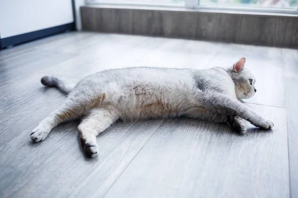 Gran Gato Gris Esponjoso Yace Suelo Concepto Mascotas — Foto de Stock