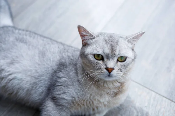 Grande Gato Macio Cinza Jaz Chão Conceito Animais Estimação — Fotografia de Stock