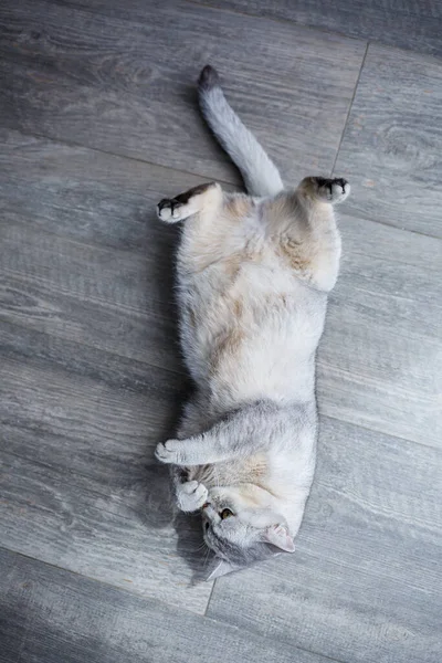 Grande Gato Macio Cinza Jaz Chão Conceito Animais Estimação — Fotografia de Stock