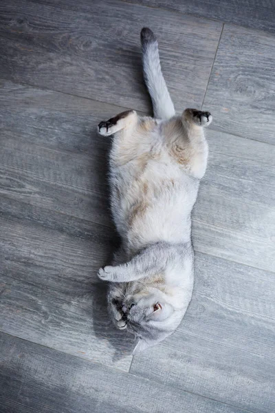 Μια Μεγάλη Γκρι Χνουδωτή Γάτα Κείτεται Στο Πάτωμα Έννοια Των — Φωτογραφία Αρχείου