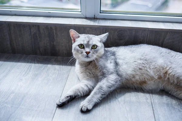 Grande Gato Macio Cinza Jaz Chão Conceito Animais Estimação — Fotografia de Stock