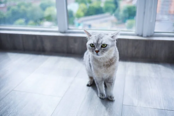 大きな灰色のふわふわの猫が床に横たわっている ペットの概念 — ストック写真