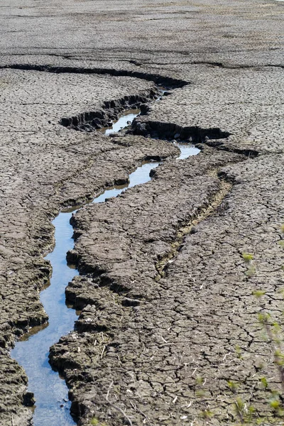 Trockener See Sumpf Und Trockenes Schilf Trockenes Schilf Über Spiegelwasser — Stockfoto