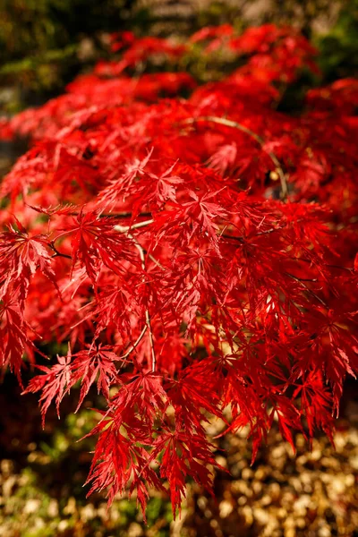 Red Leaves Bushes Sunny Day — Stock Photo, Image