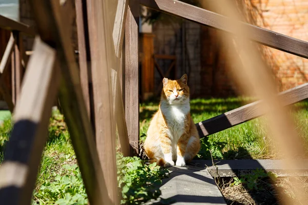 Chat Rouge Est Assis Dans Rue Près Une Clôture Bois — Photo