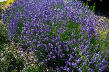 Yeşil yapraklı büyük bir çiçek tarlasında parlak renkli lavanta çalıları vardır. Lavanla güneşli bir günde