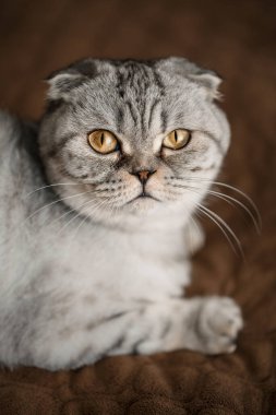 Gri, güzel bir İskoç kedisi ya da İskoç kıvrımı. Evcil kedi.