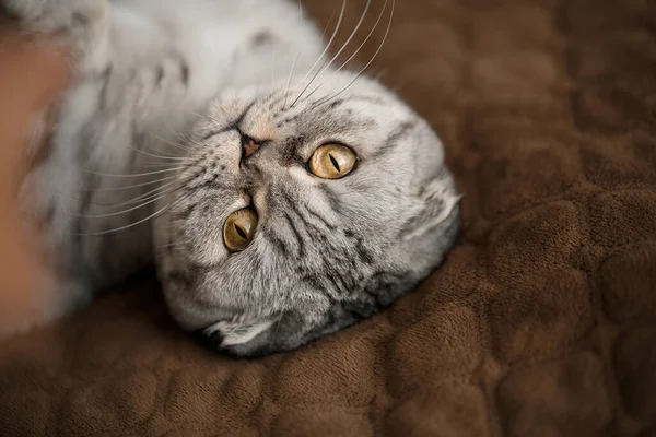 Μια Όμορφη Γκρι Μεγάλη Scottish Fold Γάτα Σκωτσέζικη Φορές Ζωηρός — Φωτογραφία Αρχείου