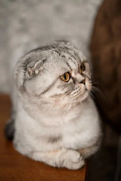 회색의 커다란 스코티시폴드 고양이 스코틀랜드식 우리입니다 장난기많은 고양이 — 스톡 사진