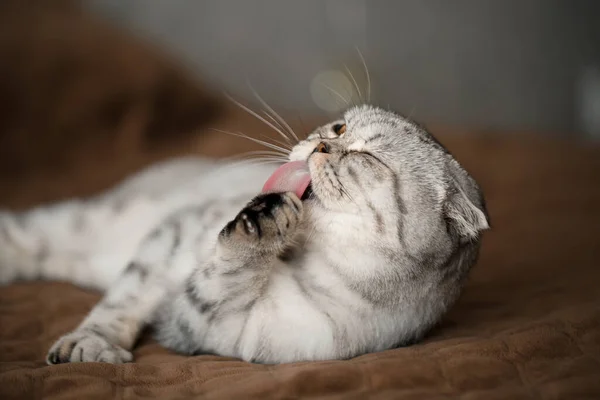 Beautiful Gray Large Scottish Fold Cat Scottish Fold Pet Playful — Stock Photo, Image