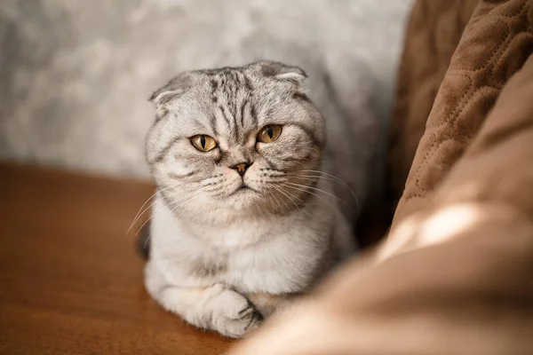 Beautiful Gray Large Scottish Fold Cat Scottish Fold Pet Playful — Stock Photo, Image