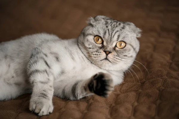 Gri Güzel Bir Skoç Kedisi Skoç Kıvrımı Evcil Kedi — Stok fotoğraf
