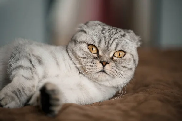 Μια Όμορφη Γκρι Μεγάλη Scottish Fold Γάτα Σκωτσέζικη Φορές Ζωηρός — Φωτογραφία Αρχείου