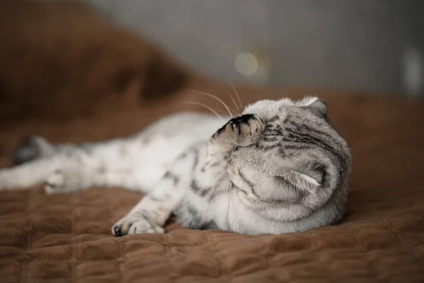 Beautiful Gray Large Scottish Fold Cat Scottish Fold Pet Playful — Stock Photo, Image