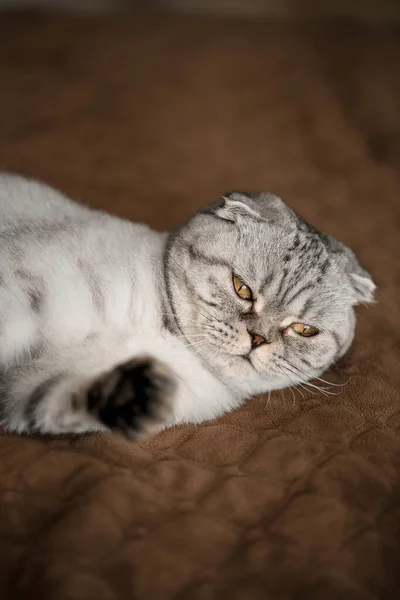 Eine Schöne Graue Große Scottish Fold Katze Oder Scottish Fold — Stockfoto