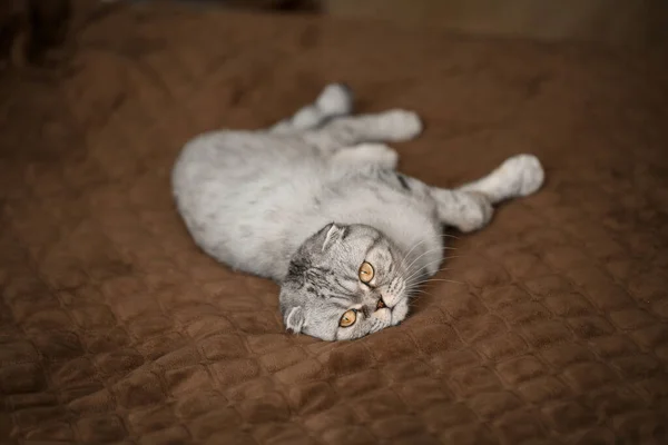 Beau Grand Chat Écossais Gris Plié Pli Écossais Animaux Chat — Photo