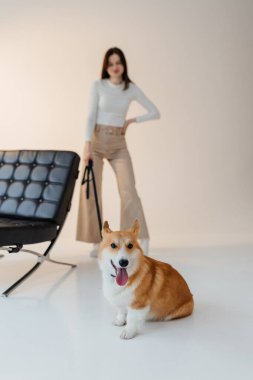 Corgi köpeğiyle oynayan genç bir kadın. Sağlıklı bir yaşam tarzı ve evcil bir hayvanla bir dairede yaşamak. Evcil hayvan konsepti.