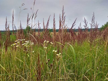 Akıllı telefondan çekilen resimli doğa fotoğrafı.