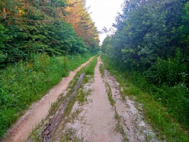 Sabahın erken saatlerinde orman yolu
