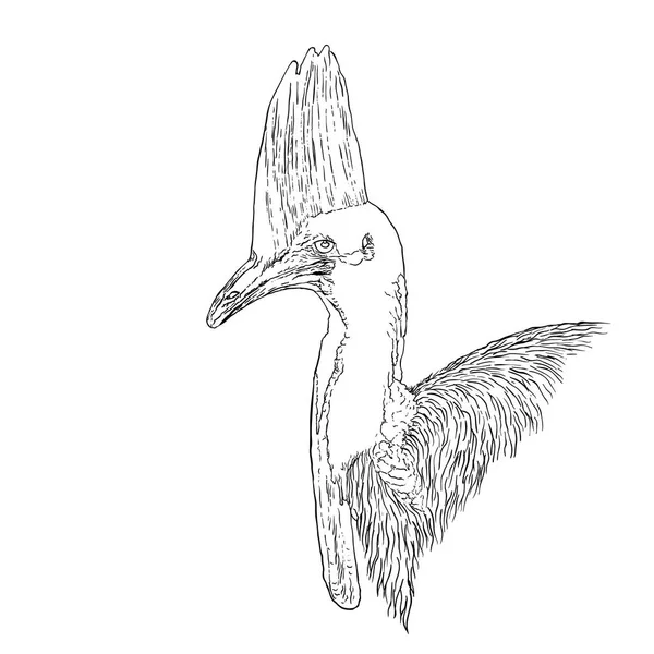 Cassowary vektör çizimi beyaz arkaplan üzerinde izole.