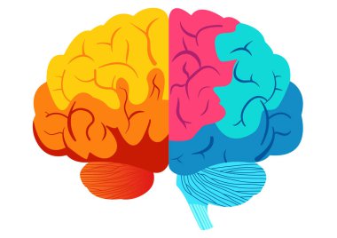 Beyaz arka planda insan beyni tasviri. Vektör illüstrasyonu