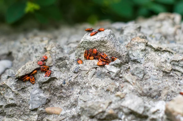 Beetles on stone in nature.Beslan, Russian Federation.