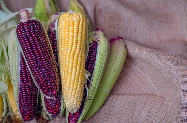 Organic and fresh yellow corn and Siam ruby, purple corn is a type of sweet corn is placed on the sack cloth.The taste is sweet and crisp