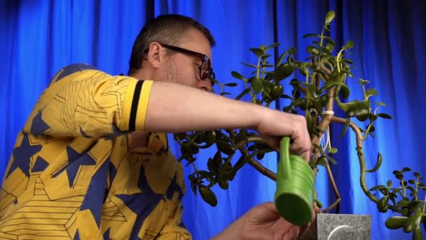Az ember sárgabarackot termeszt otthon.. — Stock videók