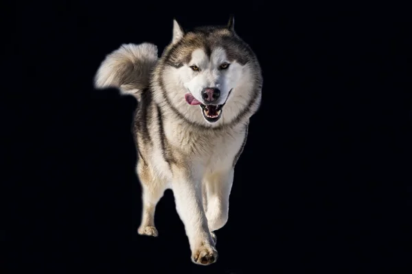 Schlittenhundeszene Den Alpen — Stockfoto