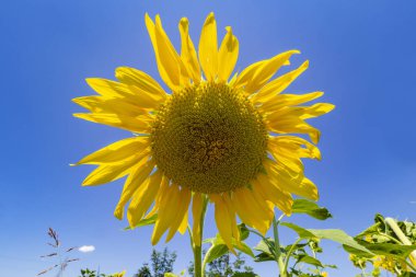 Bir tarlada ayçiçeği
