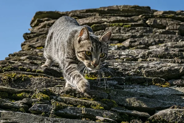 Котяча Головка Крупним Планом — стокове фото