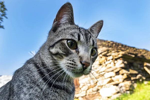 Katt Huvud Närbild — Stockfoto