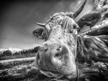 Cow kafa yakın çekim