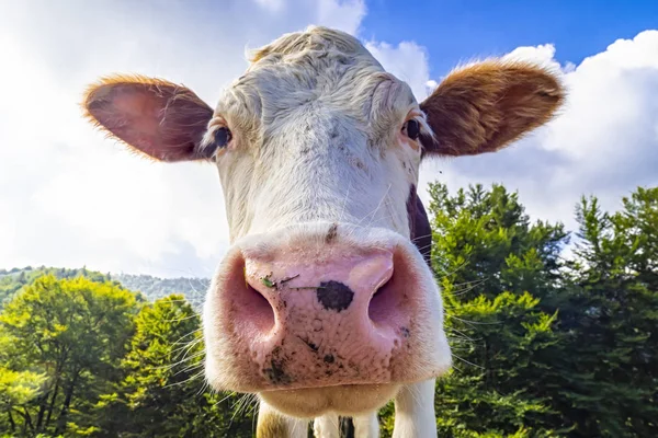 Cow head close-up