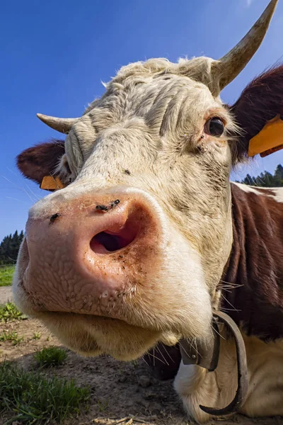 Cow head close-up