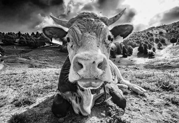 Primer Plano Cabeza Vaca — Foto de Stock