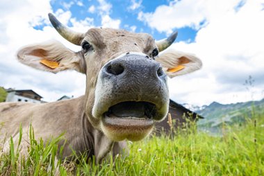 Cow kafa yakın çekim