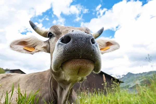 Cow head close-up