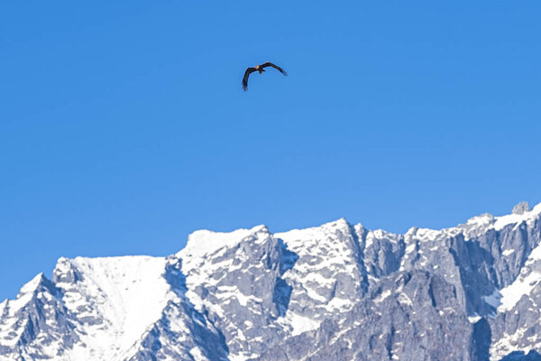 Hawk flying  in the alps