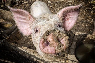 Küçük domuz yüzü yakın çekim
