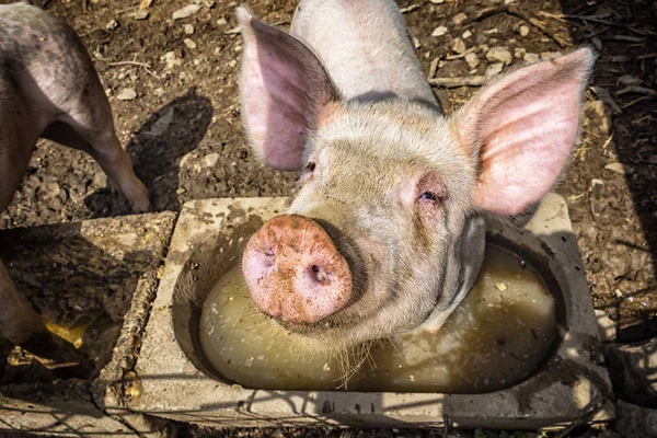 Little Pig face close-up