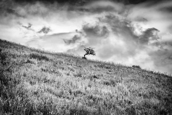 Eenzame boom in zwart & wit — Stockfoto