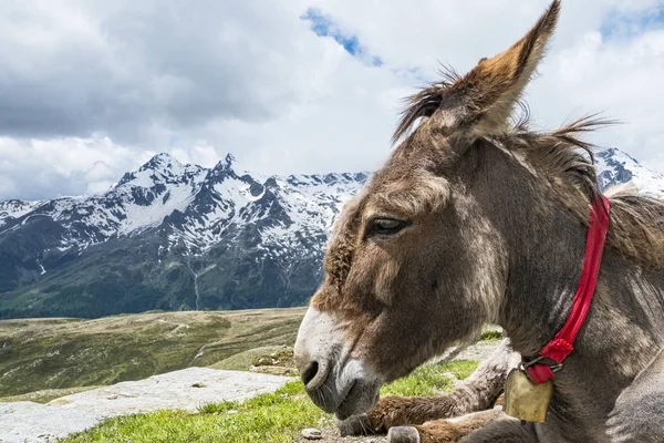 Burro Los Alpes — Foto de Stock