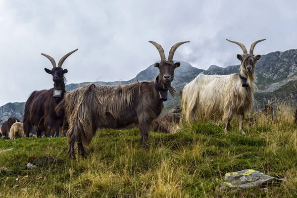 Primer plano de cabra en los Alpes italianos — Foto de Stock