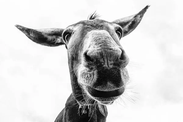 Cabeça de burro close-up tomado por desvantagem — Fotografia de Stock